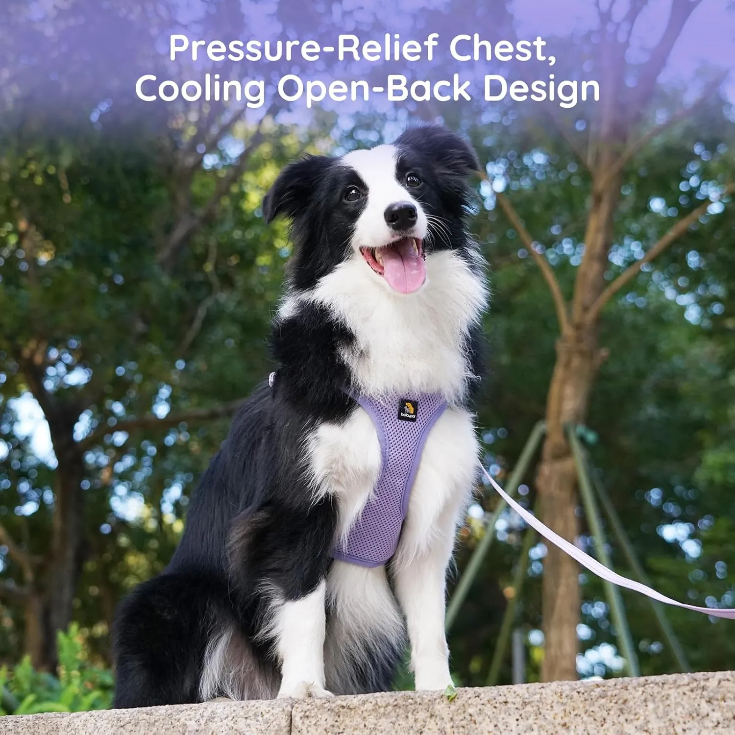 BELLA & PAL Adjustable Step-in Dog Harness, Puppy No-Pull Vest with Leash Set for XS/Small & Medium Dog, Breathable All-Weather Mesh, Reflective Strip, Secure Hook & Loop, Buckle Closure, Dual D-Rings