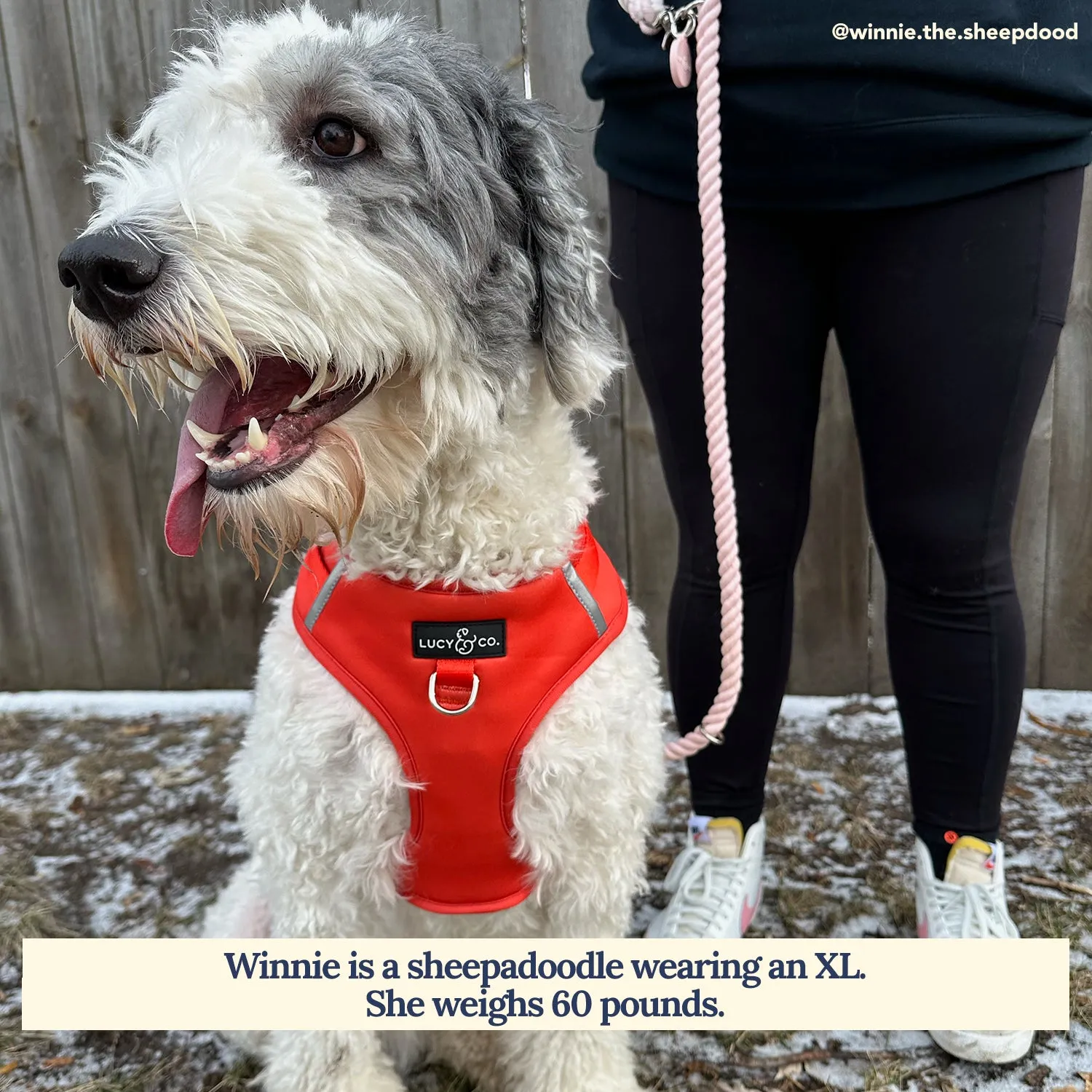 Cheery Red No-Pull Harness