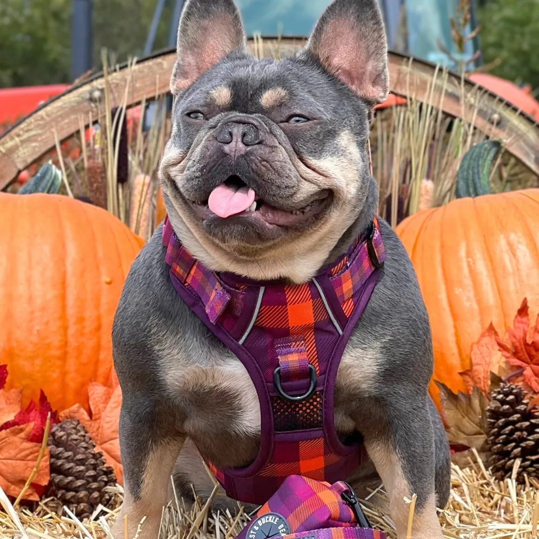 Cozy Plaid No Pull Harness Bundle