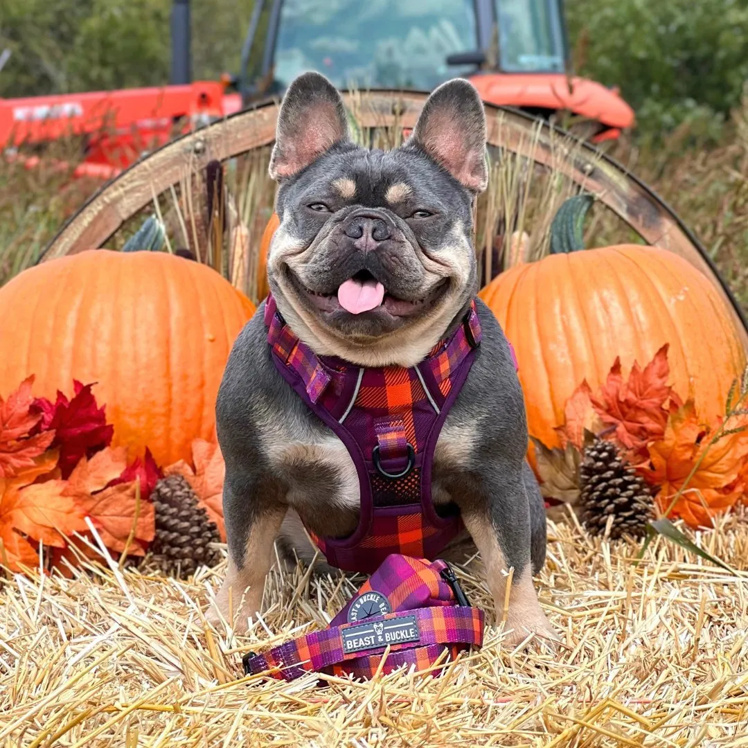 Cozy Plaid No Pull Harness Bundle