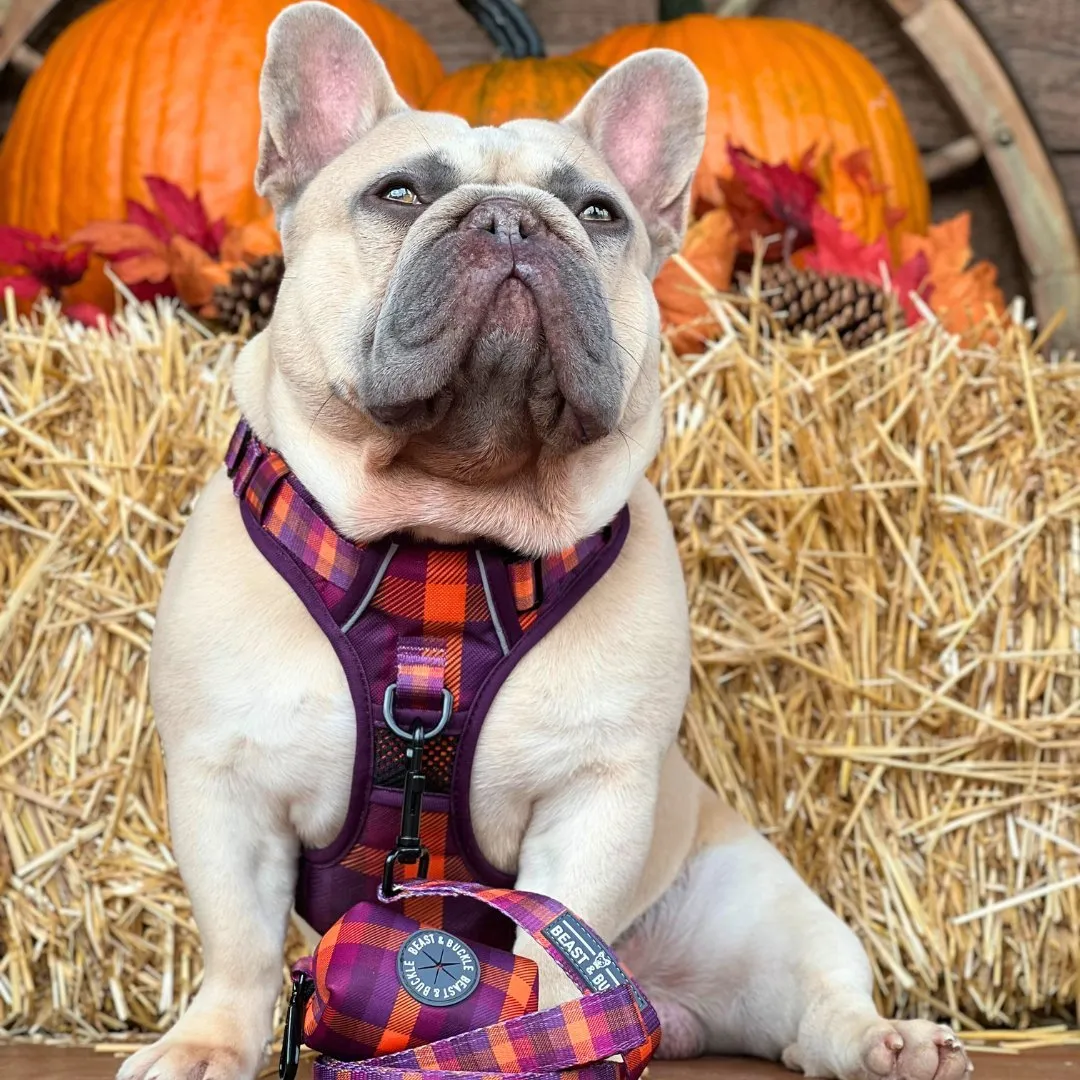 Cozy Plaid No Pull Harness Bundle