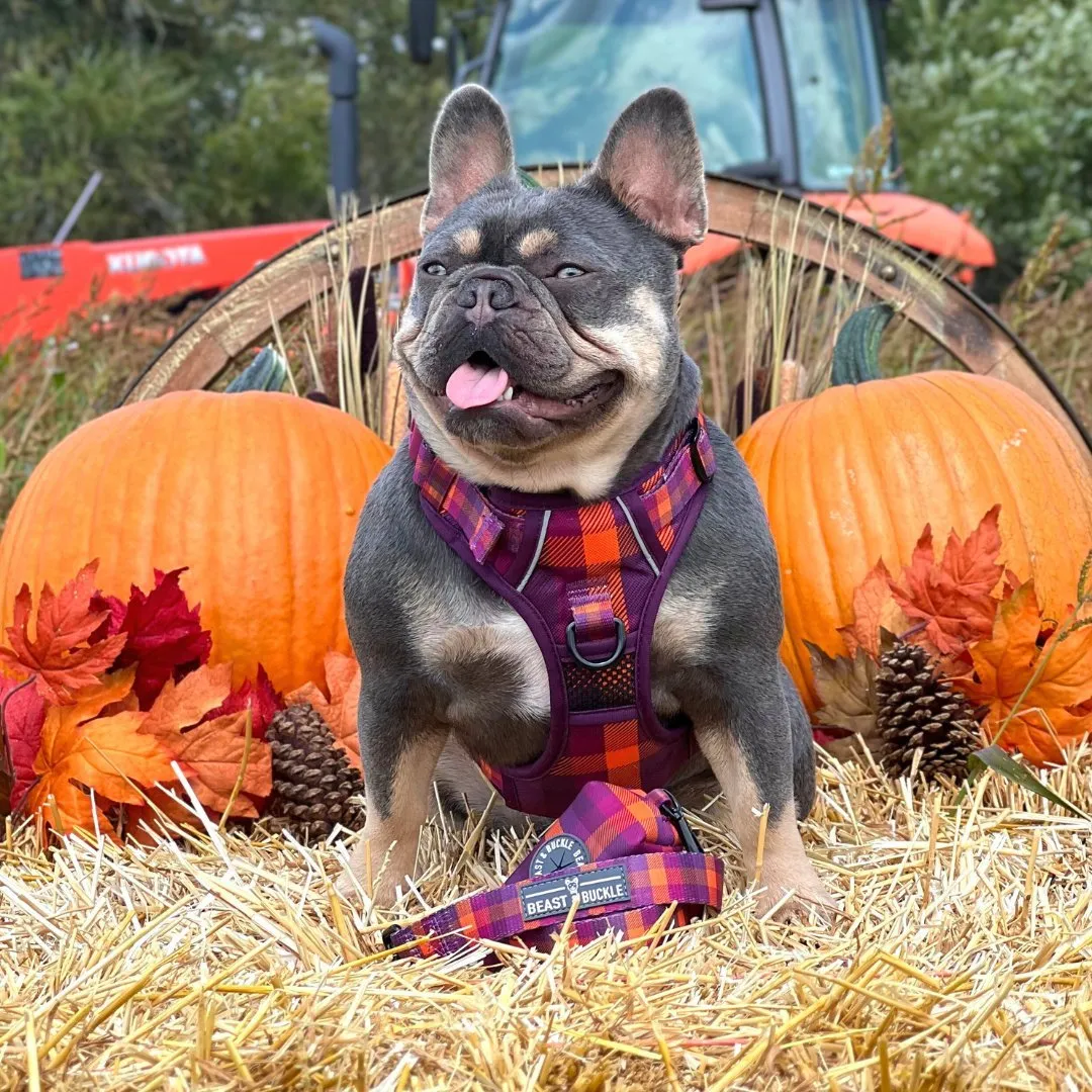 Cozy Plaid No Pull Harness Bundle