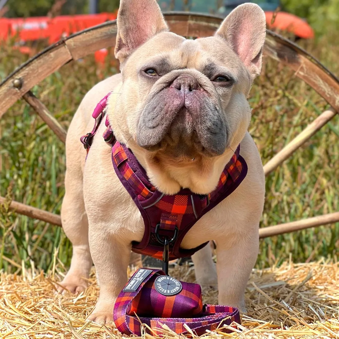 Cozy Plaid No Pull Harness Bundle