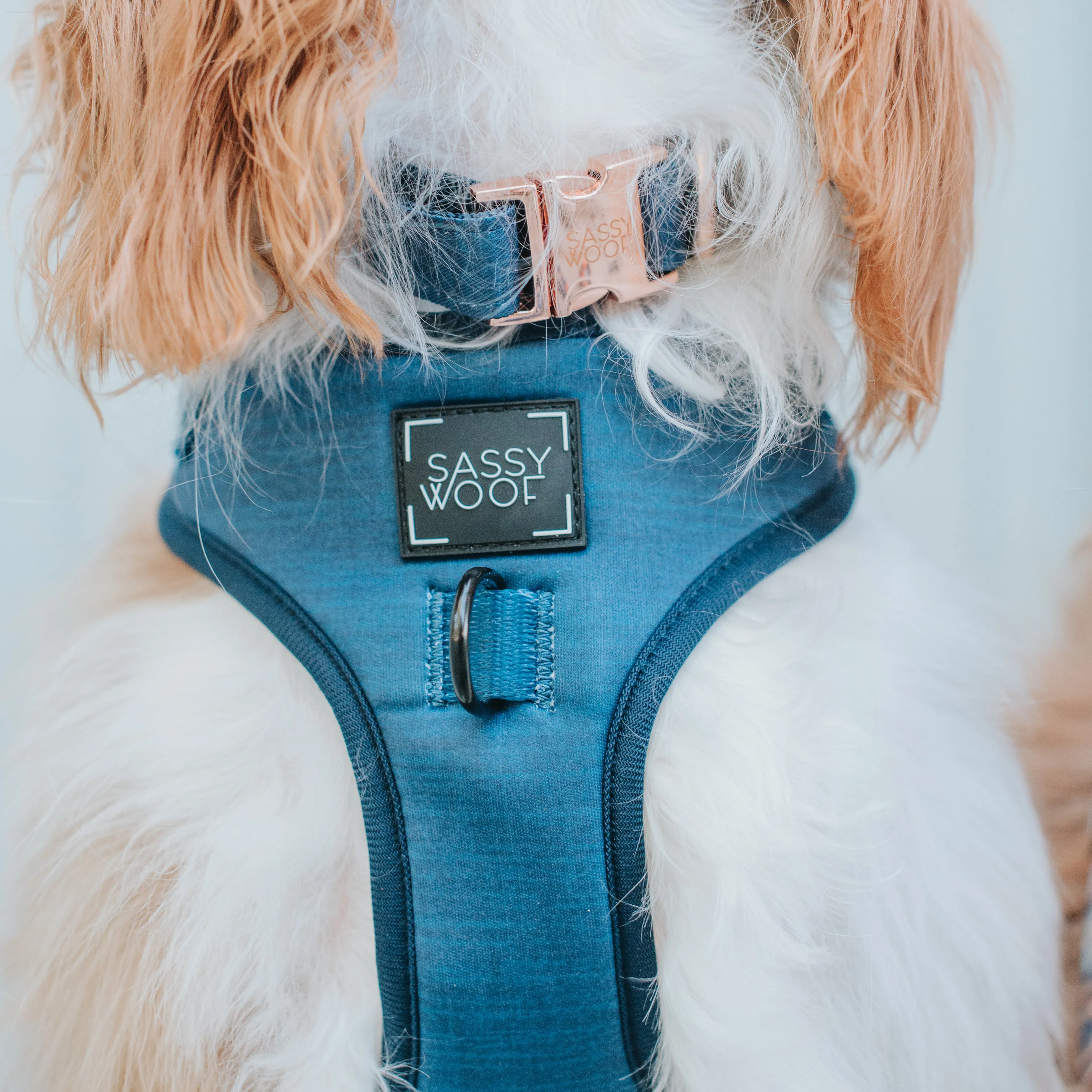 Dog Collar - Twilight