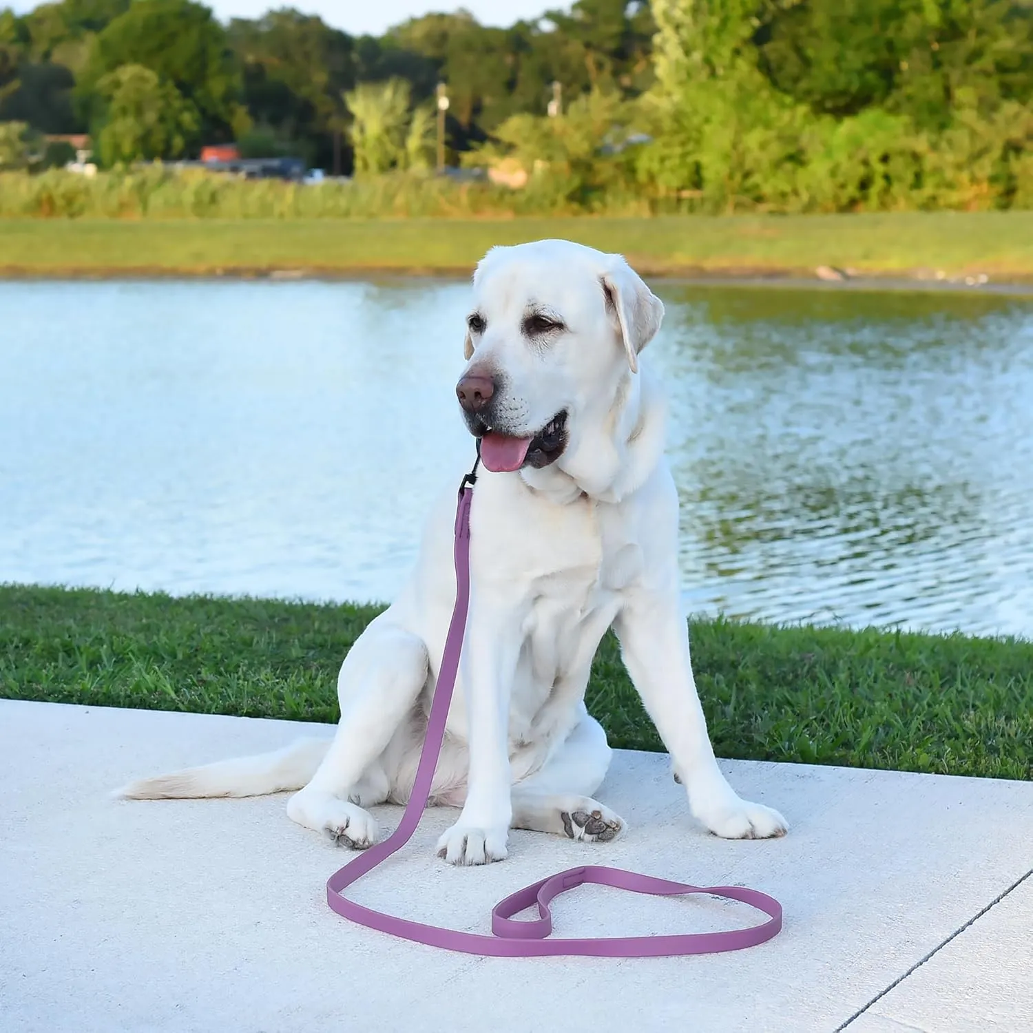 Dogline Biothane Waterproof Dog Leash Strong Coated Nylon Webbing with Black Hardware Odor-Proof Easy to Clean High Performance for Small or Large Dogs Made in USA 4 or 6 ft Lead, Amethyst Purple