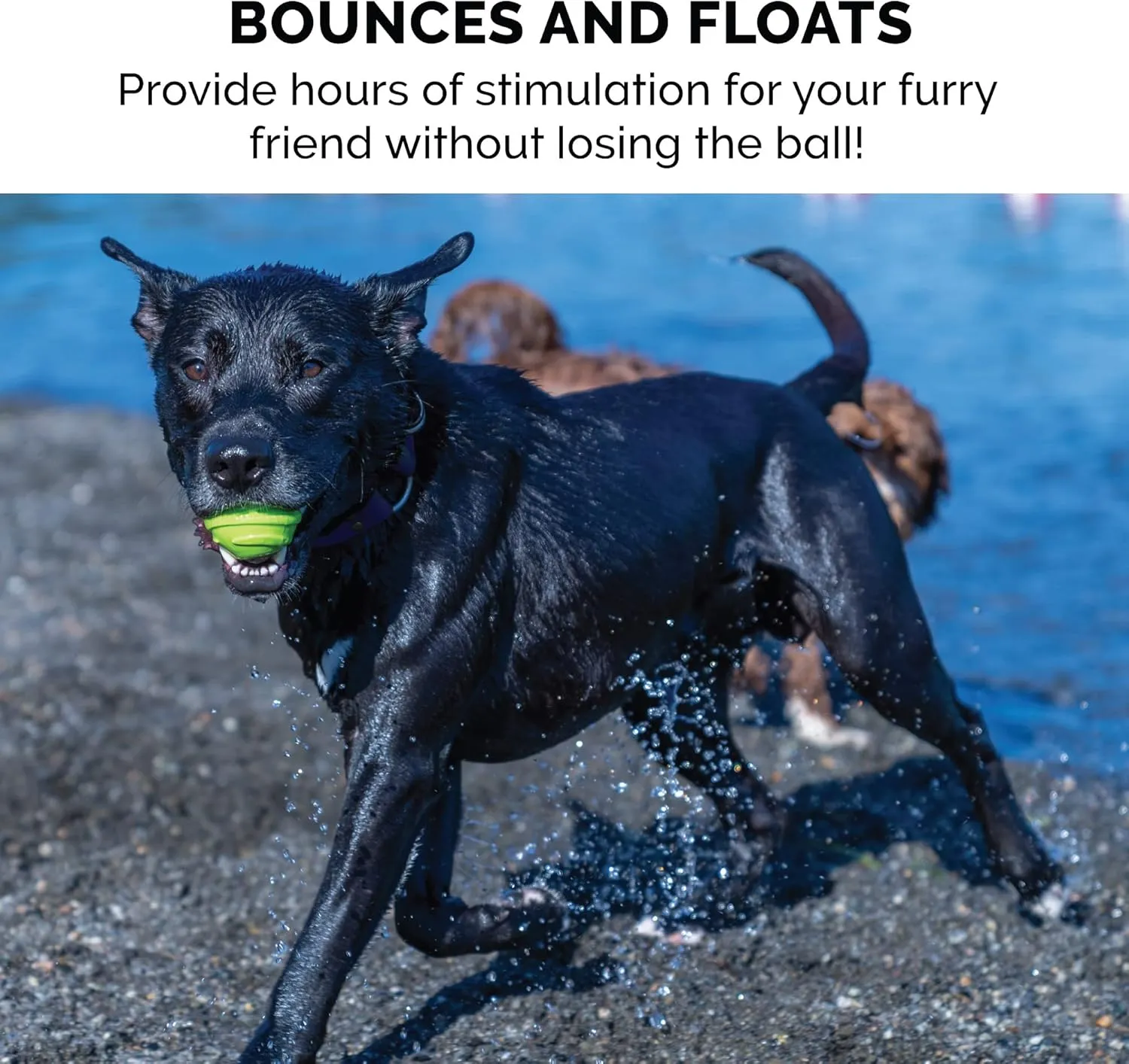 Furhaven 3-Pack 2.5" Squeaky Ball Dog Toys for Small/Medium Dogs, Fits Most Standard Launchers - Fetch 'N Fun TPR Squeaky Ball Toy Set - Play Pack, Set of 3