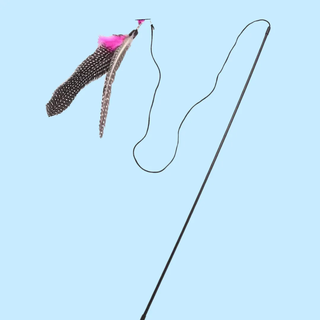 Go Cat Da Bird