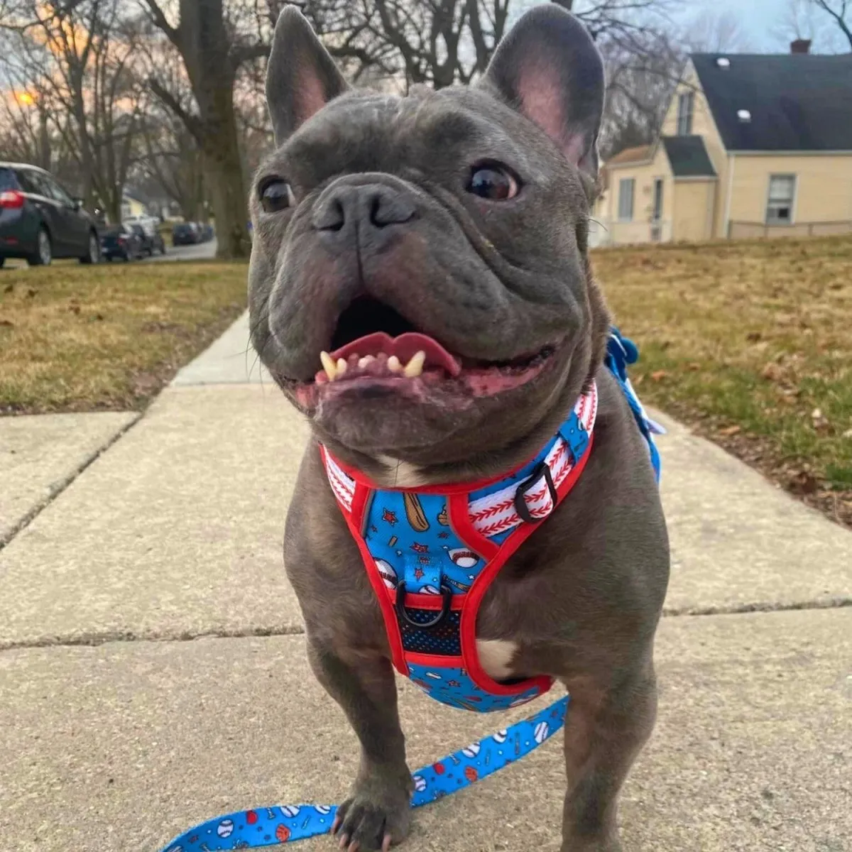 Home Run No Pull Harness Bundle