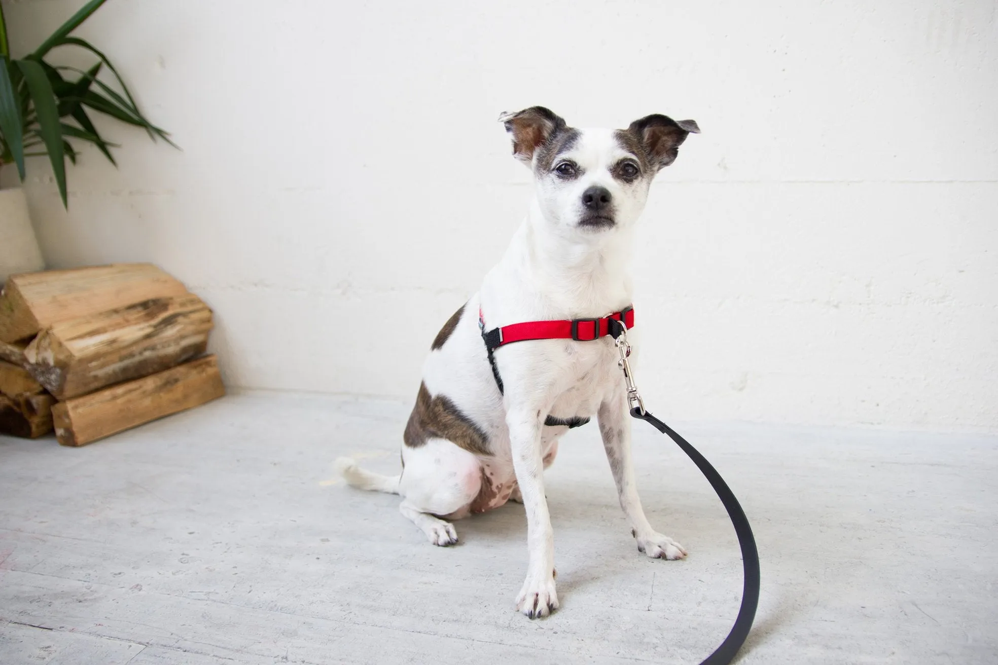 Linden No Pull Harness