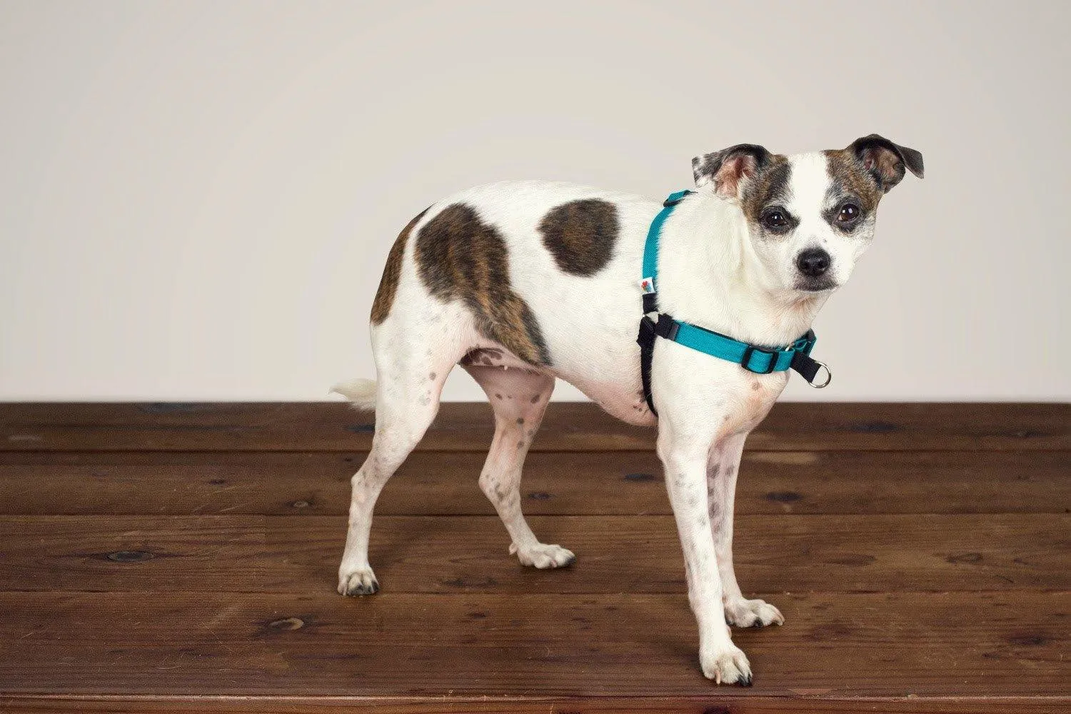 Linden No Pull Harness