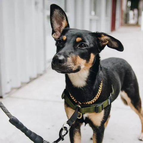 Linden No Pull Harness