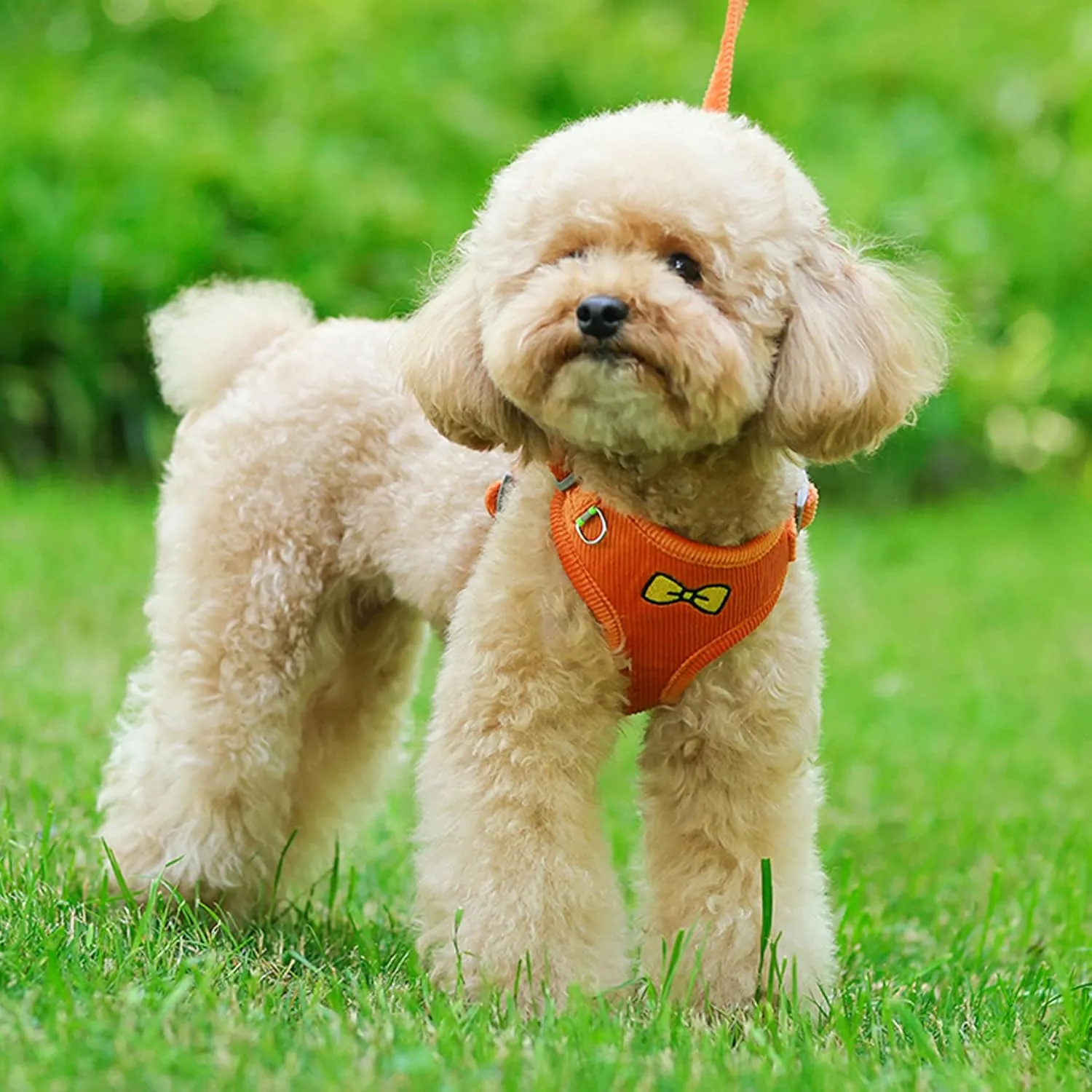 No Pull Dog Harness with Leash Pet Soft Vest Harness and Leash Set Dog Cat No Choke Escape Proof Harness Reflective Step in Harness for Small Medium Dogs Cats (Orange, Medium)