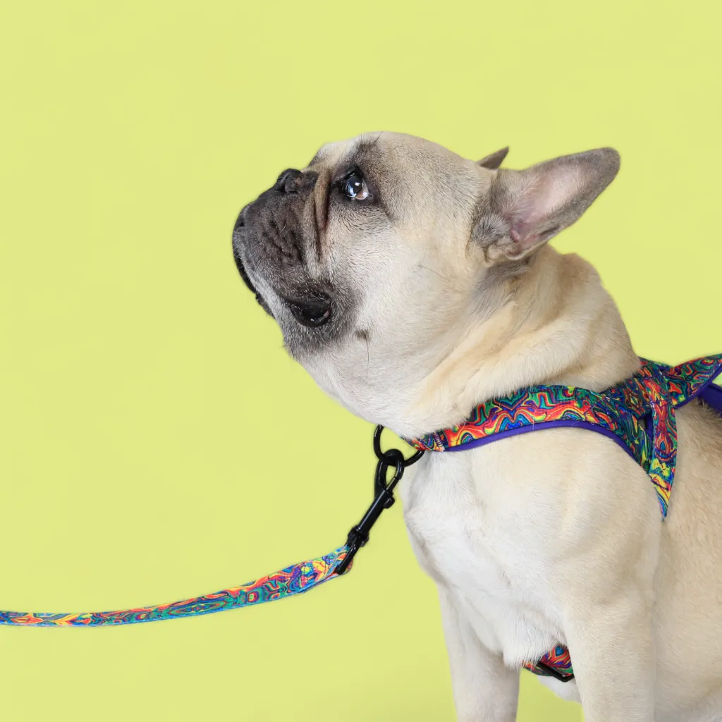 No Pull Padded Doggo Harness Set