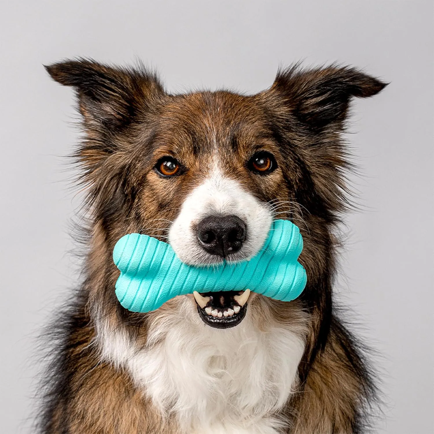 Playology Dual Layer Bone | Engaging All Natural Peanut Butter Scented Dog Toys, Value 2-Pack | Blue Bone for Small Dogs up to 25lbs | Interactive & Durable for Tough Chewers