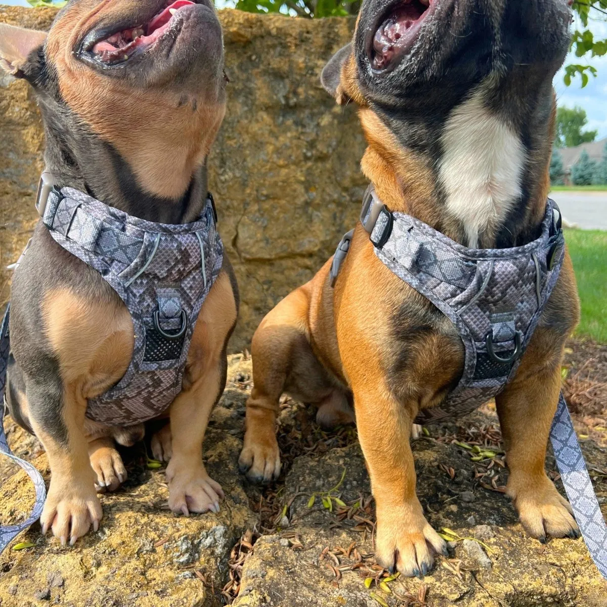 Snakeskin No Pull Dog Harness