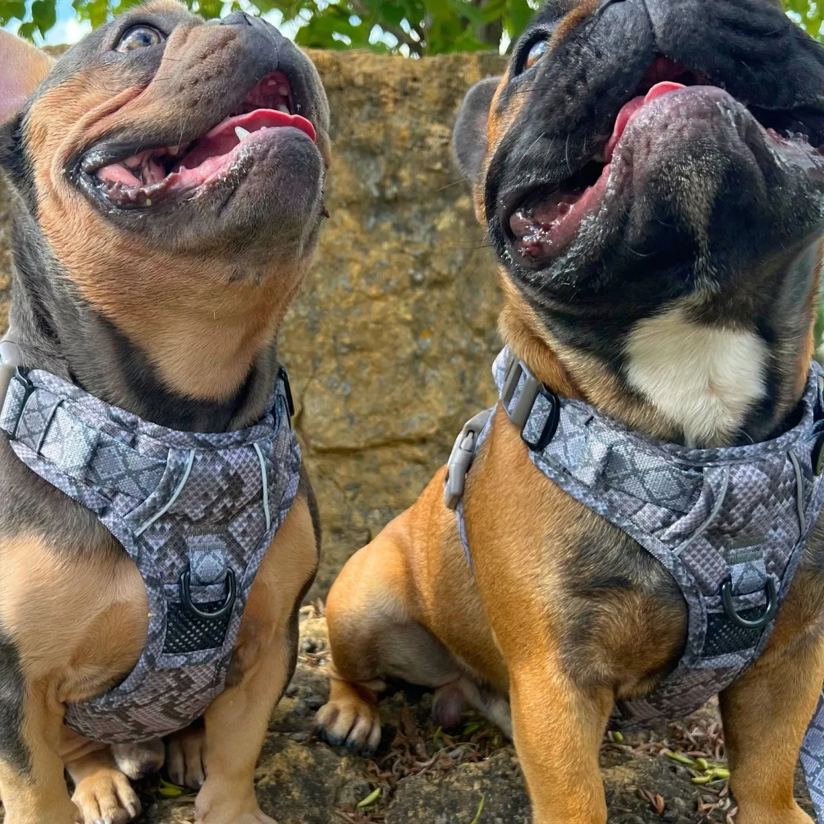 Snakeskin No Pull Dog Harness