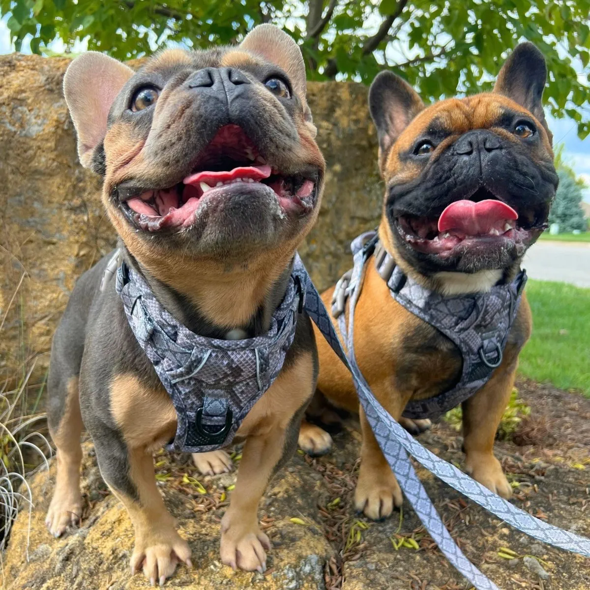 Snakeskin No Pull Dog Harness