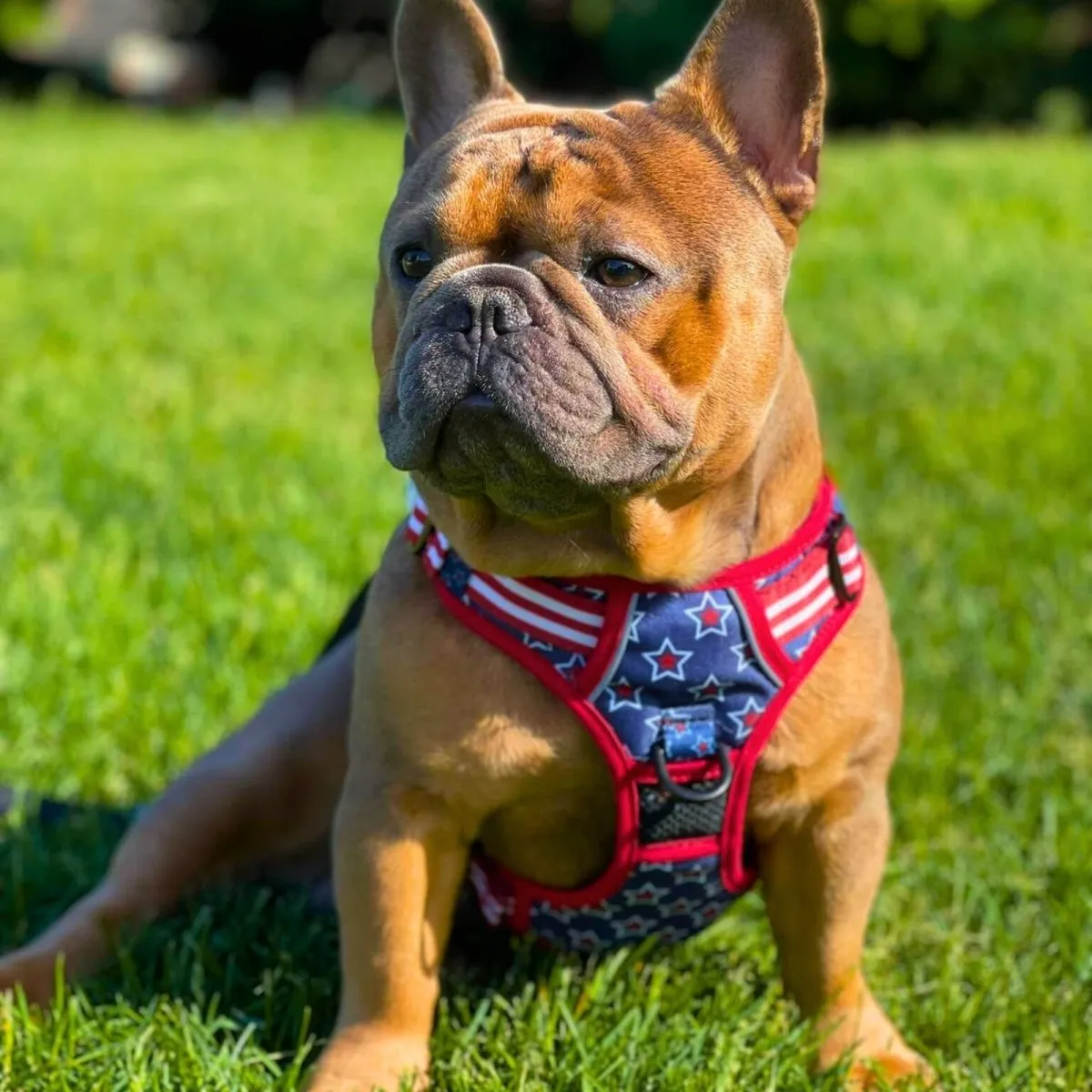 Stars & Stripes No Pull Dog Harness