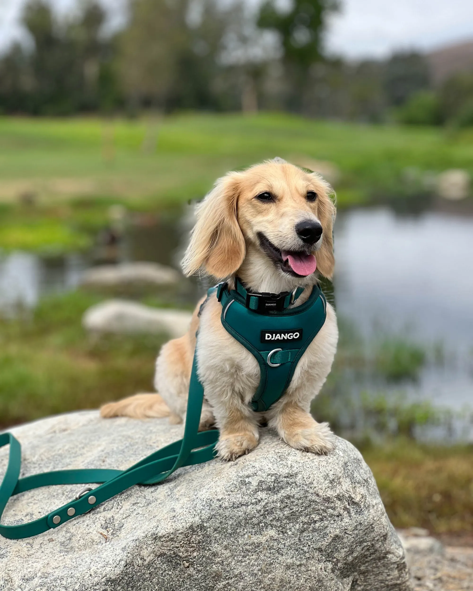 Tahoe No Pull Dog Harness - Dark Teal Green