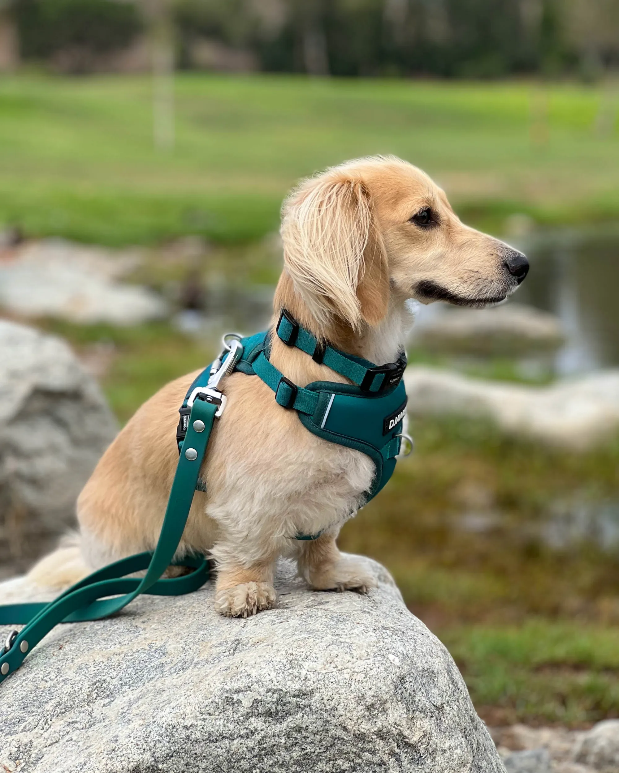 Tahoe No Pull Dog Harness - Dark Teal Green