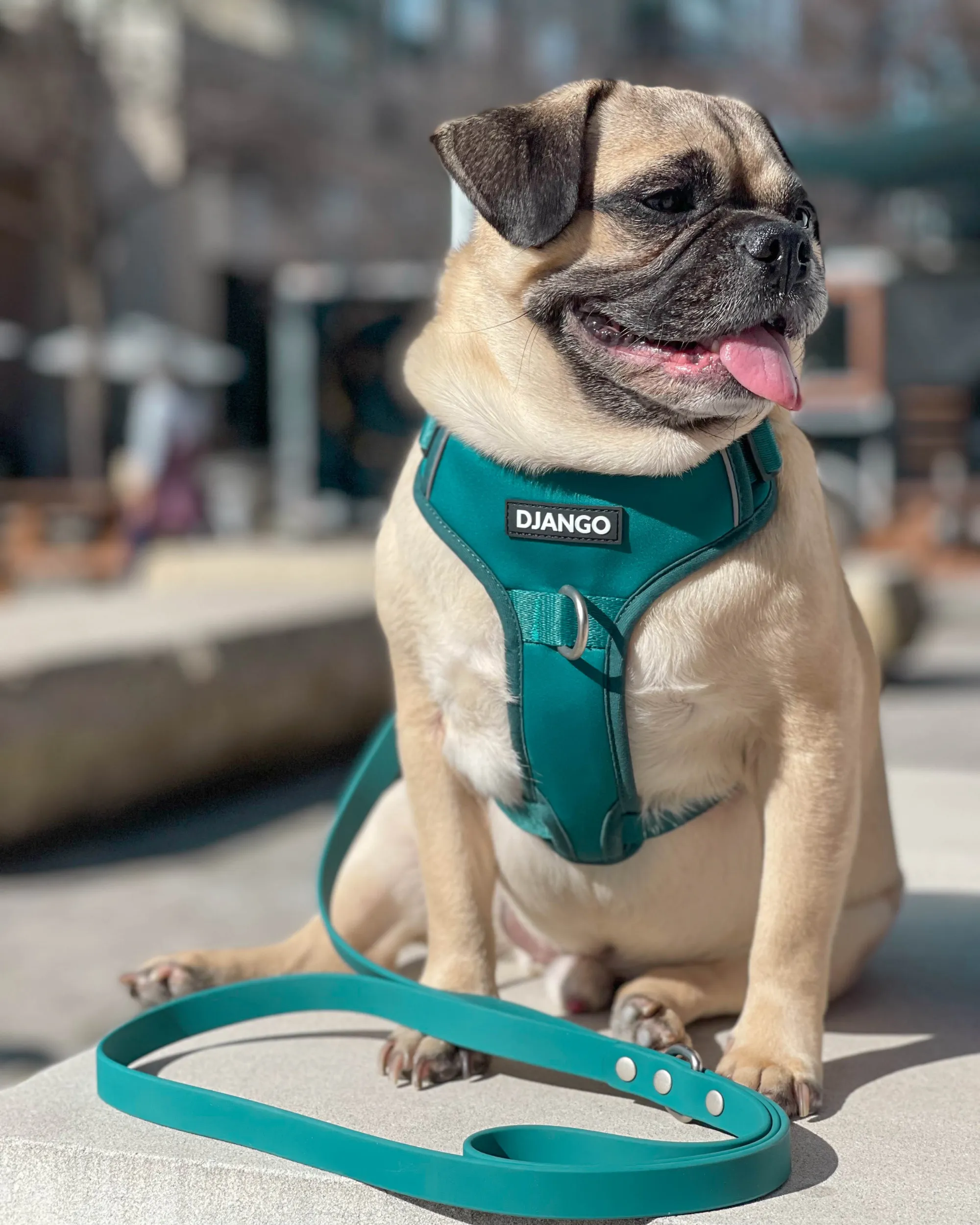 Tahoe No Pull Dog Harness - Dark Teal Green