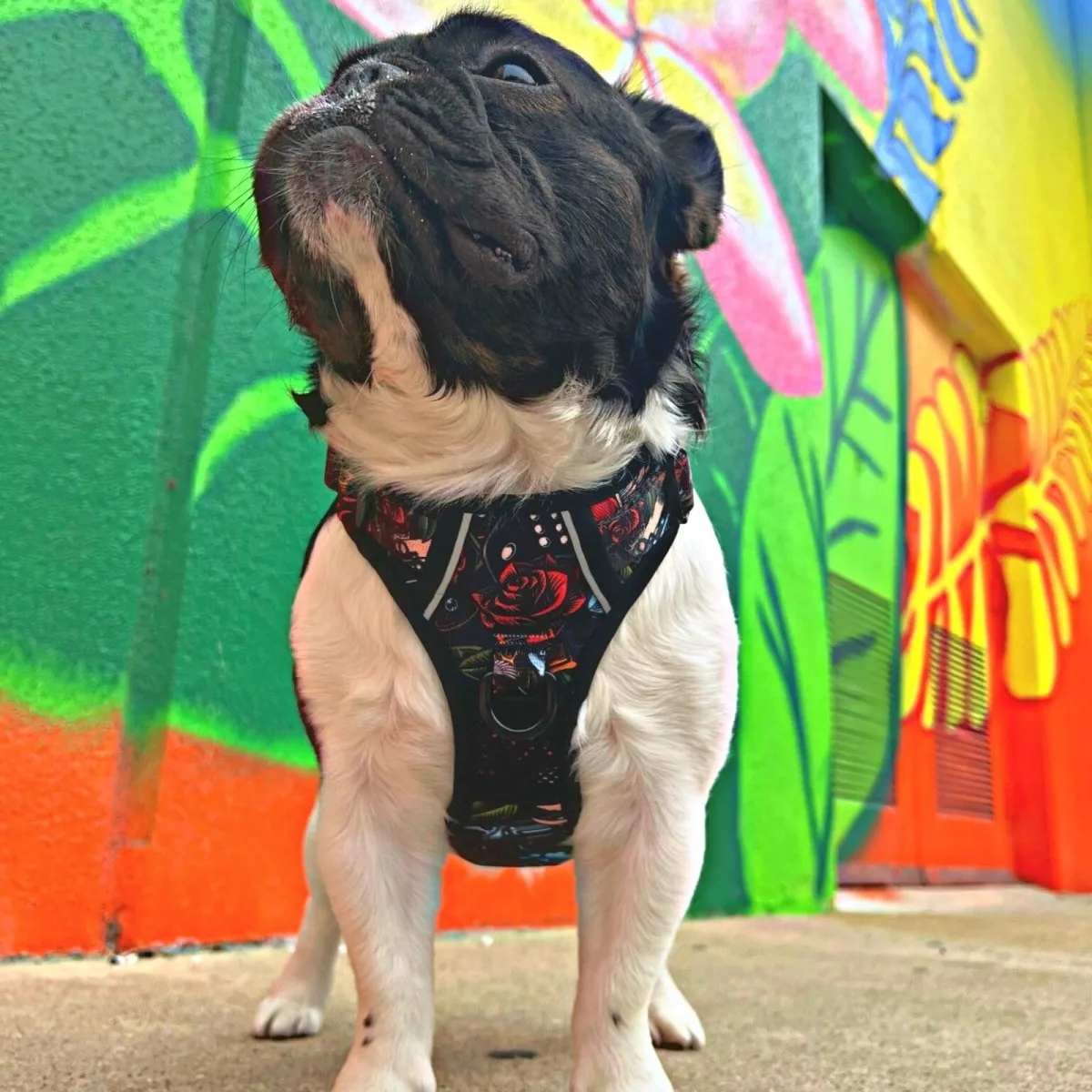 Tattoo No Pull Harness Bundle