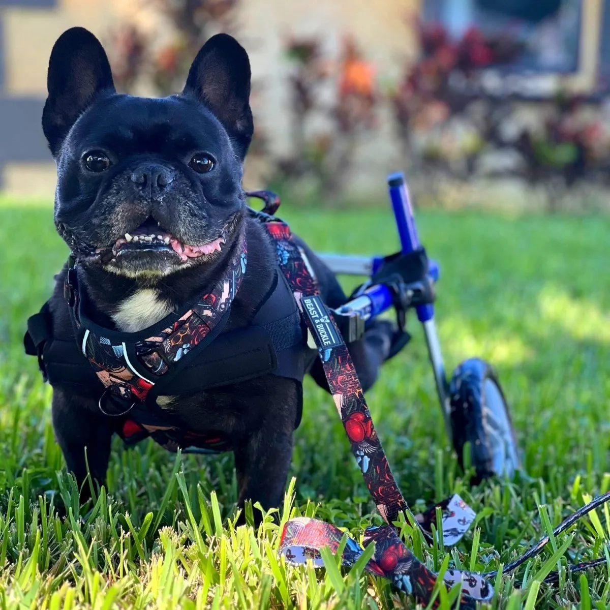 Tattoo No Pull Harness Bundle